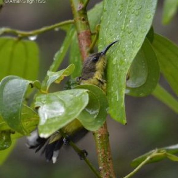 Olive-backed Sunbird-bath-female-4a