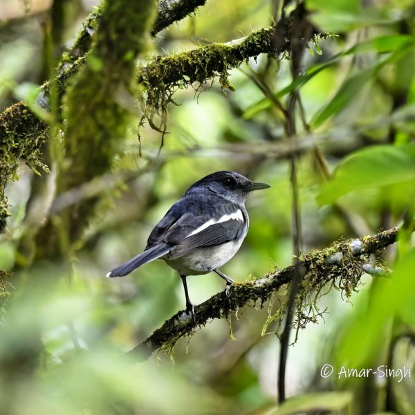 Oriental Magpie-Robin-1a-Cameron Highlands, Pahang, Malaysia-27th March 2023