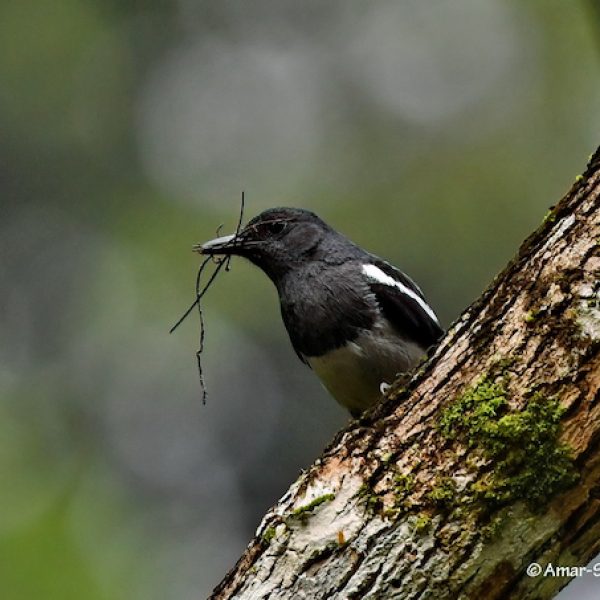 Oriental Magpie Robin-1a-Kledang-Sayong Forest Reserve, Ipoh, Perak, Malaysia-2nd July 2020
