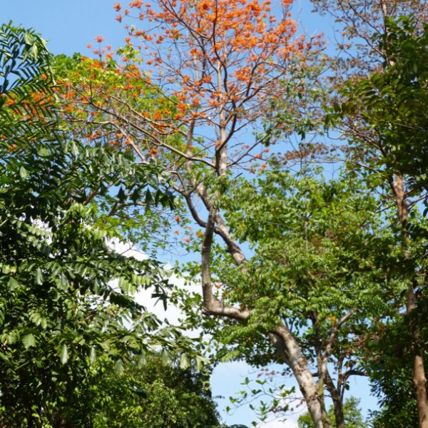 (Firmiana malayana), or Mata Lembu tree.