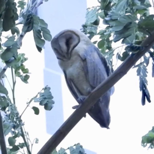 Video grab of Barn Owl.
