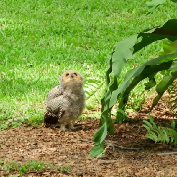 Fallen owlet trying to get back to its nest - photo by MeiLin Khoo