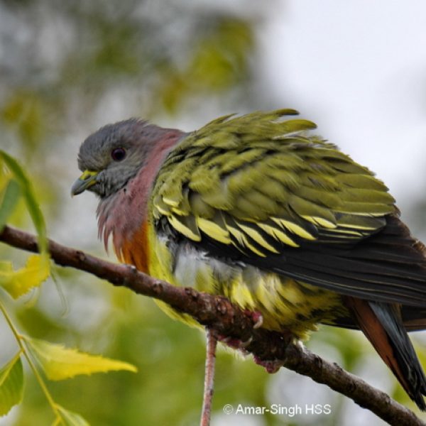 A male Pink-necked Green-pigeon.