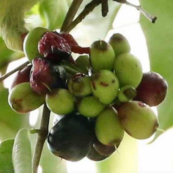 PNGP-fruits-[NeoTiangPee]-(5)