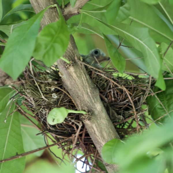 The fragile nest made of twigs as seen from below.