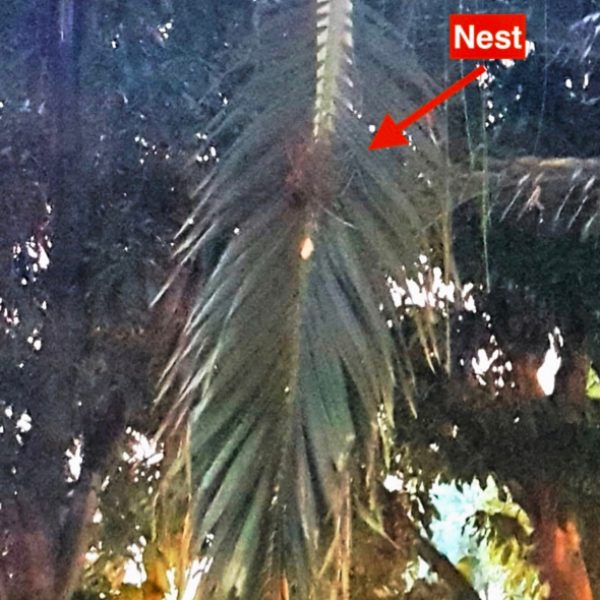 PNGP nesting-rescued [KameOng]