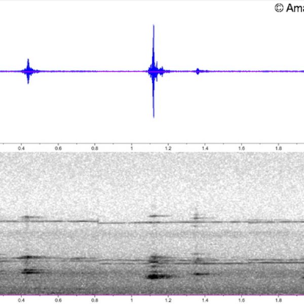 Pacific Swallow-call-1-4a-Sonogram-Kledang-Sayong Forest Reserve, Ipoh, Perak, Malaysia-23rd January 2020