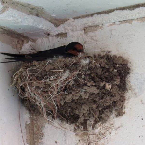 Pacific Swallow on Nest