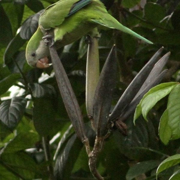 ParakeetMk-AfricanTulip [ThongChowNgian] 1
