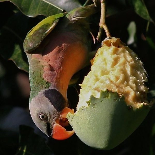 ParakeetRBr-mango [KwongWaiChong] - 3