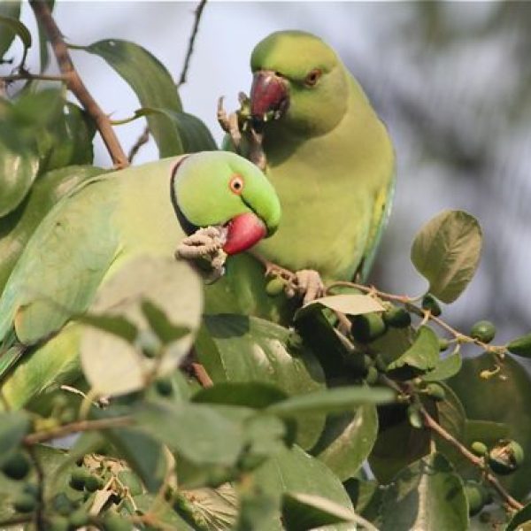ParakeetRR Agra-India [LimSheauTorng] - 1
