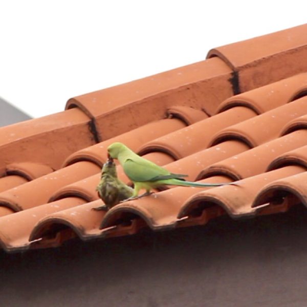Adult Rose-ringed Parakeet with a juvenile on the roof - video grab.