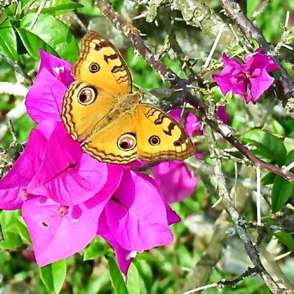 Peacock Pansy at Bougainvillea