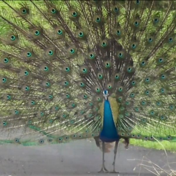Male Indian Peafowl - video grab.