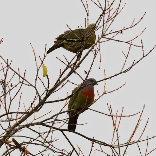 Pink-necked Green-pigeon: male below and female above.