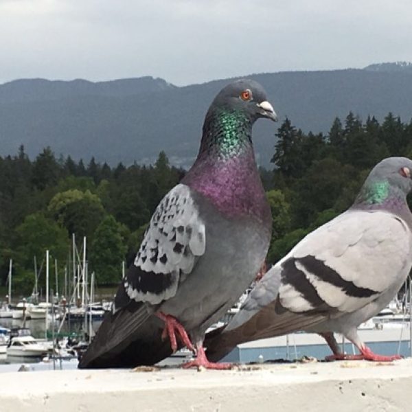 PigeonR-mating [MrsChengMeiLing]