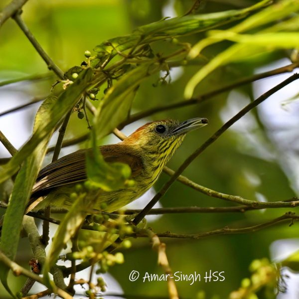 Pin-striped Tit-Babbler-fruit-2a-Kledang-Sayong Forest Reserve, Ipoh, Perak, Malaysia-27th February 2023