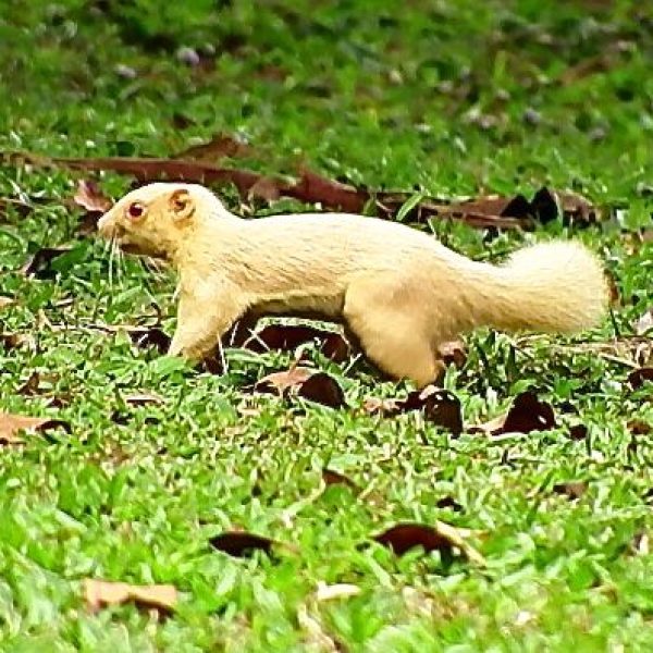 Albino Plantain Squirrel