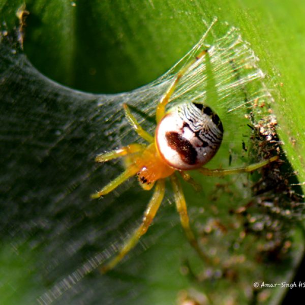 Plate 1-Araneus mitificus-Kidney Garden Spider
