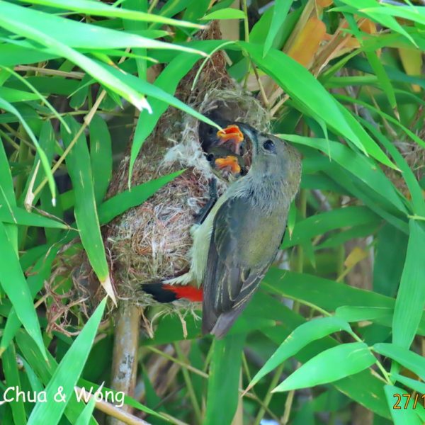 Plate 1 Female Scarlet-backed Flowerpecker at nest-1a