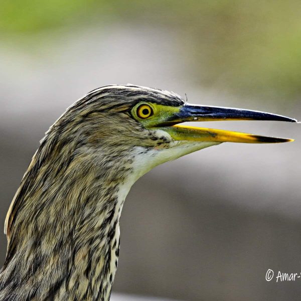 Pond-Heron species-1a-Ipoh, Perak, Malaysia-6th Novemeber 2025