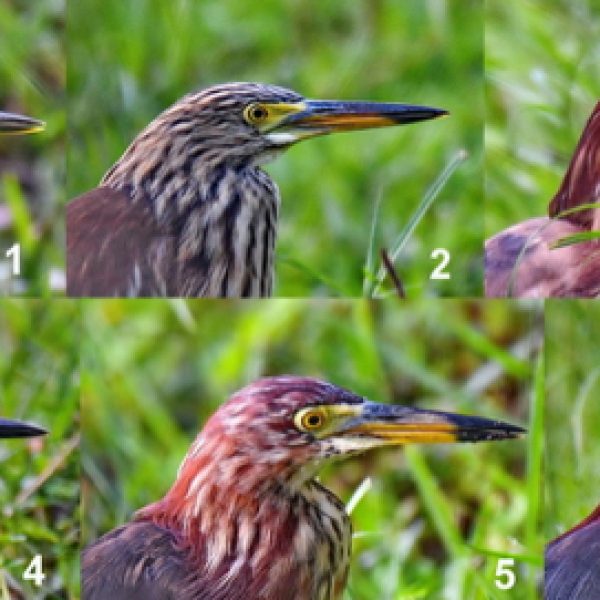 Changes/transition of 6 birds – showing head and neck.