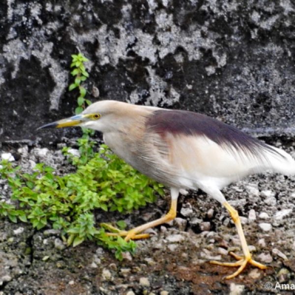 PondHeronIn-breed plumage [AmarSingh]