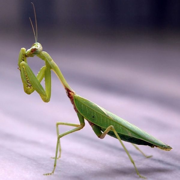 Praying Mantis (Photo credit: Wikipedia Commons