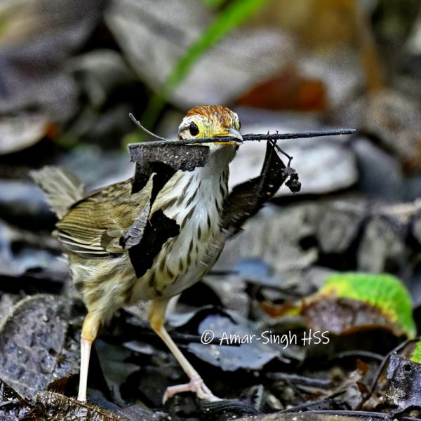 Puff-throated Babbler-nest-3a-Kledang-Sayong Forest Reserve, Ipoh, Perak, Malaysia-9th February 2023