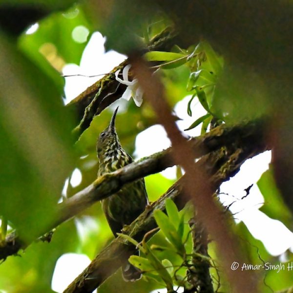 Purple-naped Sunbird-1a-Kledang-Saiong Forest Reserve, Ipoh, Perak, Malaysia-2nd September 2021