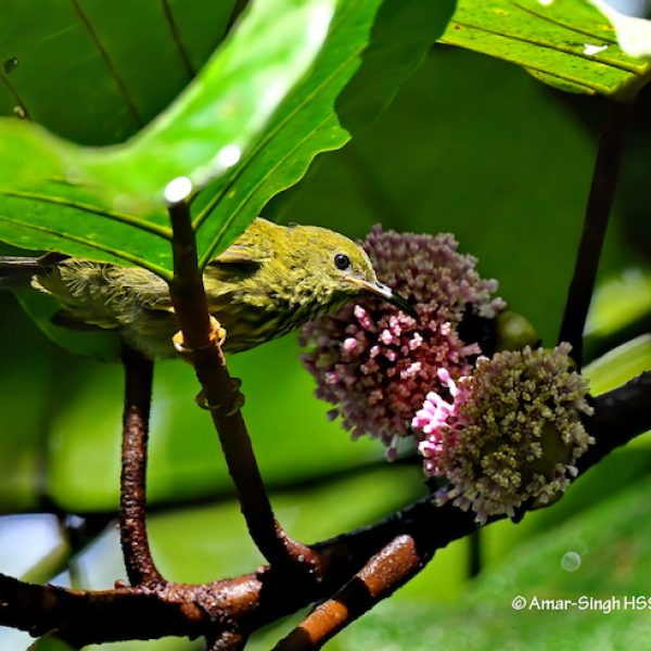 Purple-napedSunbird-1a-Kledang-Sayong Forest Reserve, Ipoh, Perak, Malaysia-23rd July 2020