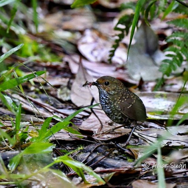 Pygmy Cupwing-5a-Cameron Highlands, Malaysia-25th April 2022