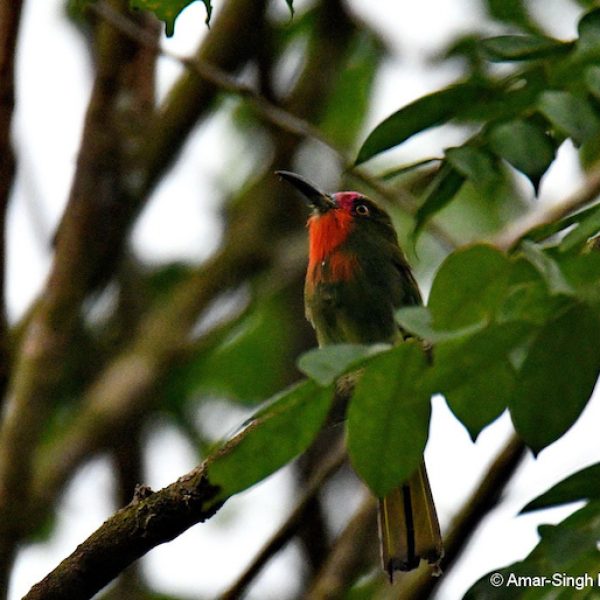 REd-bearded Bee-eater-1a-Ipoh, Perak, Malaysia-8th August 2019