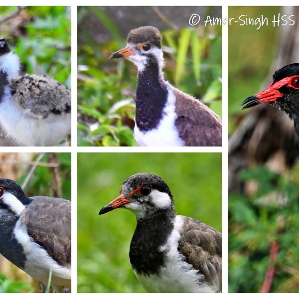 Plate 1: Red-wattled Lapwing Juvenile to Adult Plumage Transition - Focus on the Face