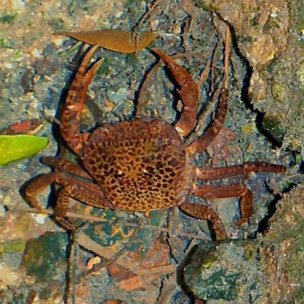 Reticulated Swamp Crab [LenaChow] - 1