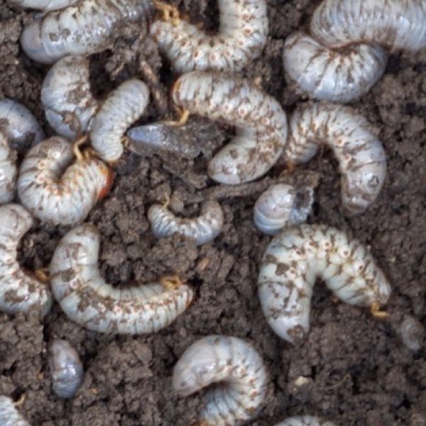 Rhinoceros Beetle larvae-compost pit