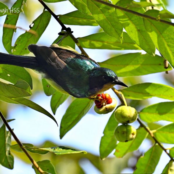 Image 1: Adult male Ruby-cheeked Sunbird feeding on arils of Glochidion obscurum fruit
