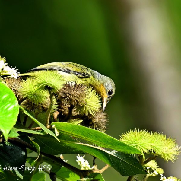Ruby-cheeked Sunbirds-1a-Ipoh, Perak, Malaysia-9th May 2023 - Use