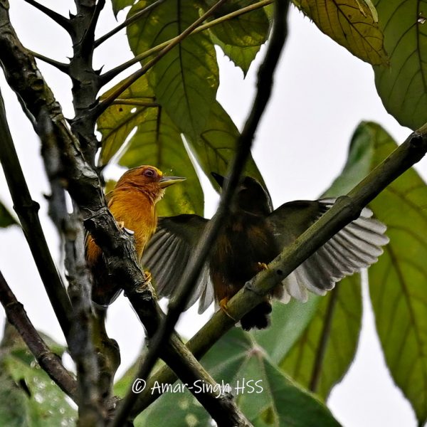Image 1: Adult Rufous Piculet (left) with juvenile wing display