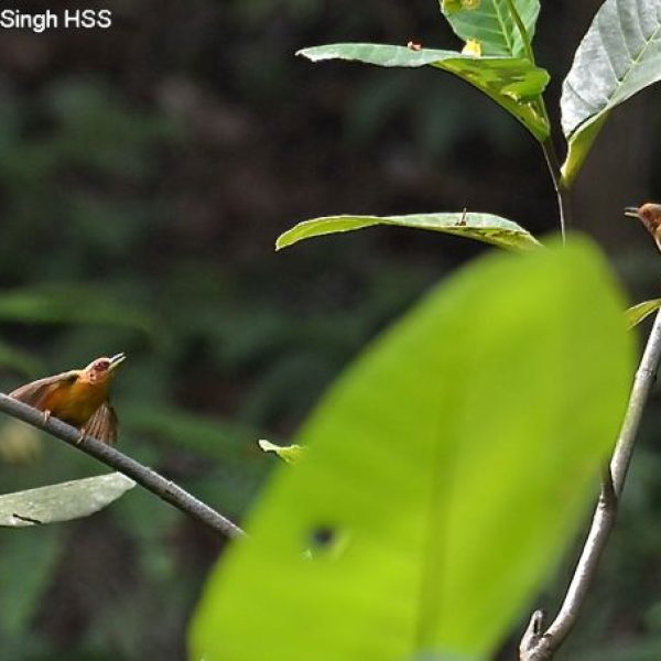 Rufous Piculet-courtship behaviour-1a-Ulu Kinta Forest Reserve, Ipoh, Perak, Malaysia-13th July 2014