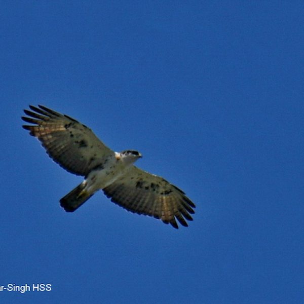 Rufous-bellied Eagle-2a-Ipoh, Perak, Malaysia-1st May 2019