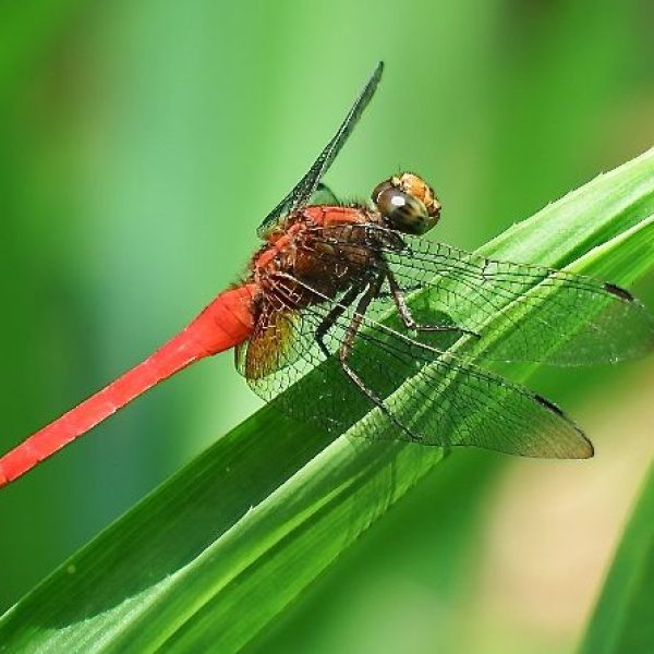 Scarlet Skimmer - male