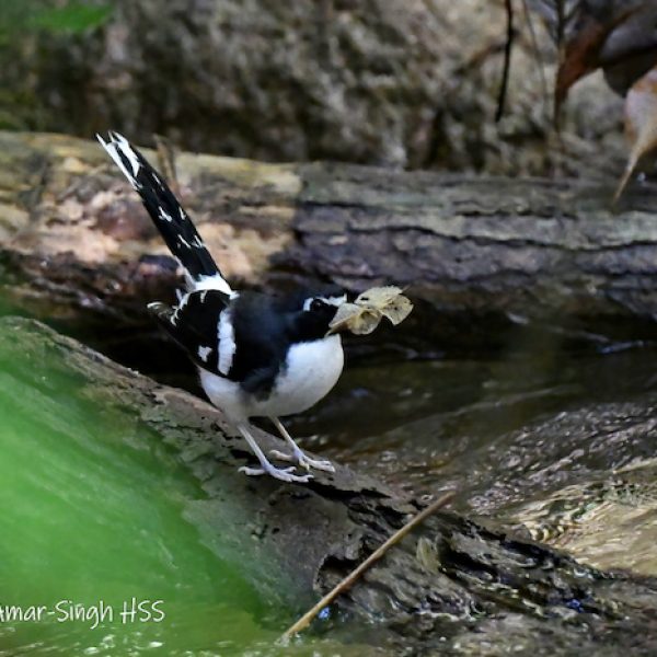 Slaty-backed Forktail-1a-Cameron Highlands, Pahang, Malaysia-25th April 2022