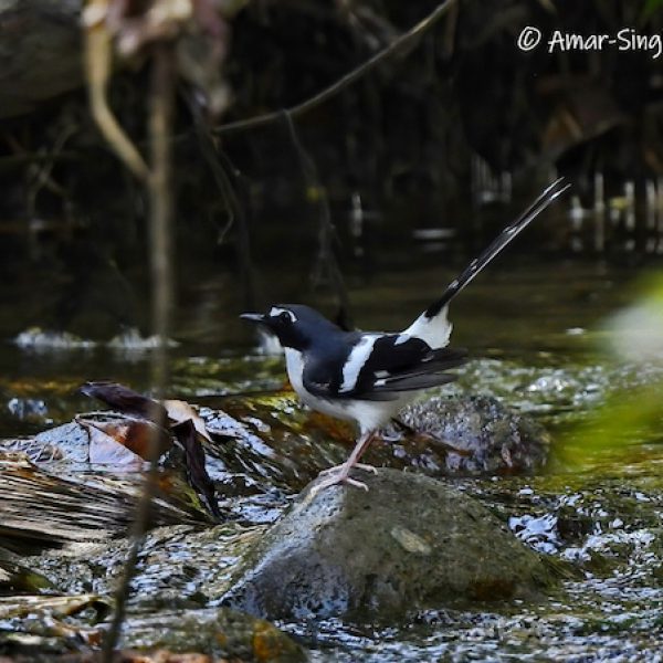 Slaty-backed Forktail-1a-Ipoh, Perak, Malaysia-15th April 2022 (1)