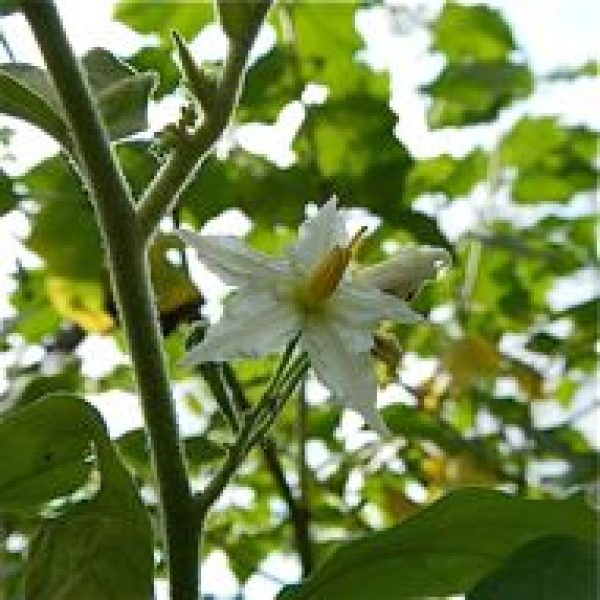 Solanum torvum [KCTsang] - 3