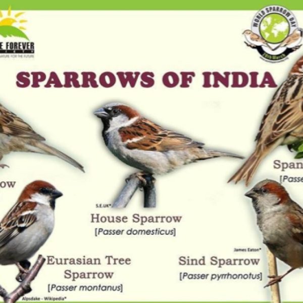 Sparrows of India.