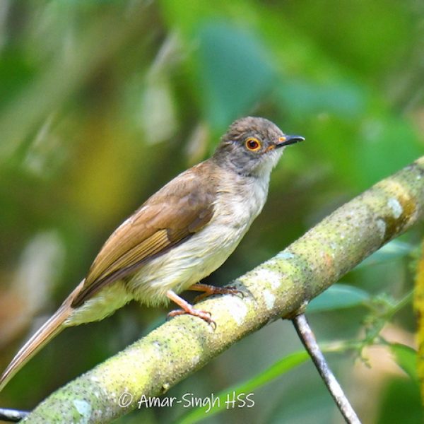 Spectacled Bulbul Pycnonotus erythropthalmos-1a-Kledang-Sayong Forest Reserve, Ipoh, Perak, Malaysia-11th May 2018