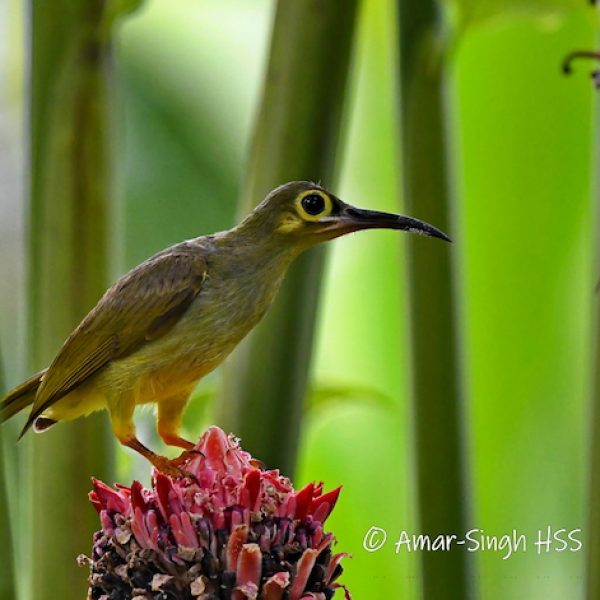Spectacled Spiderhunter-1a-Kledang-Sayong Forest Reserve, Ipoh, Perak, Malaysia-9th May 2022