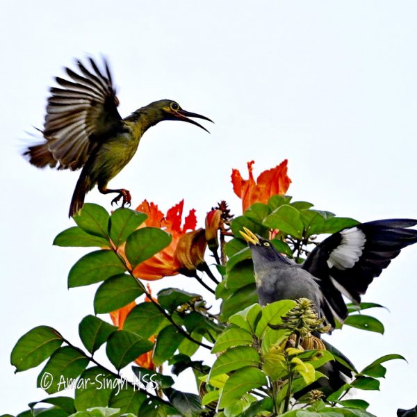 Image 1: Spectacled Spiderhunter trying to displace a Javan Myna from feeding.