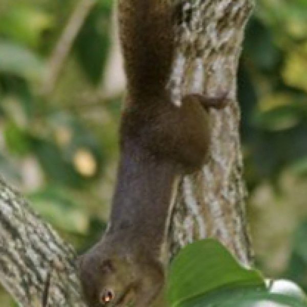 SquirrelP-Costus-woodsonii-fl-wyc-2
